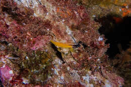 Image of Yellow-and-black Triplefin