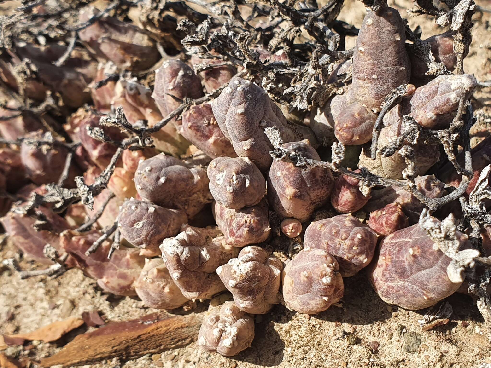 Image of Ceropegia geminata subsp. geminata