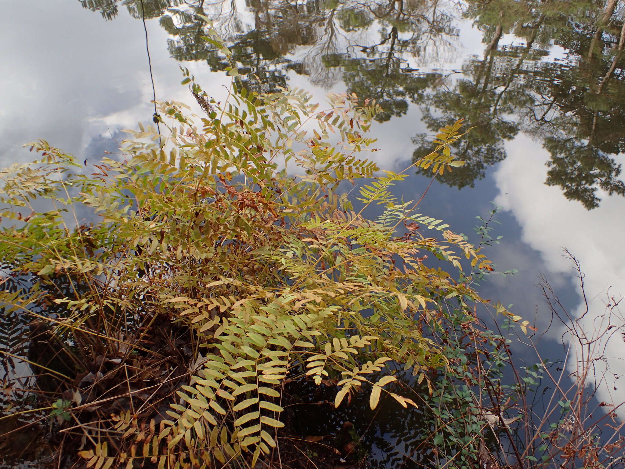 Слика од Osmunda spectabilis Willd.