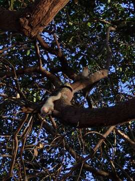 Image of silvery marmoset