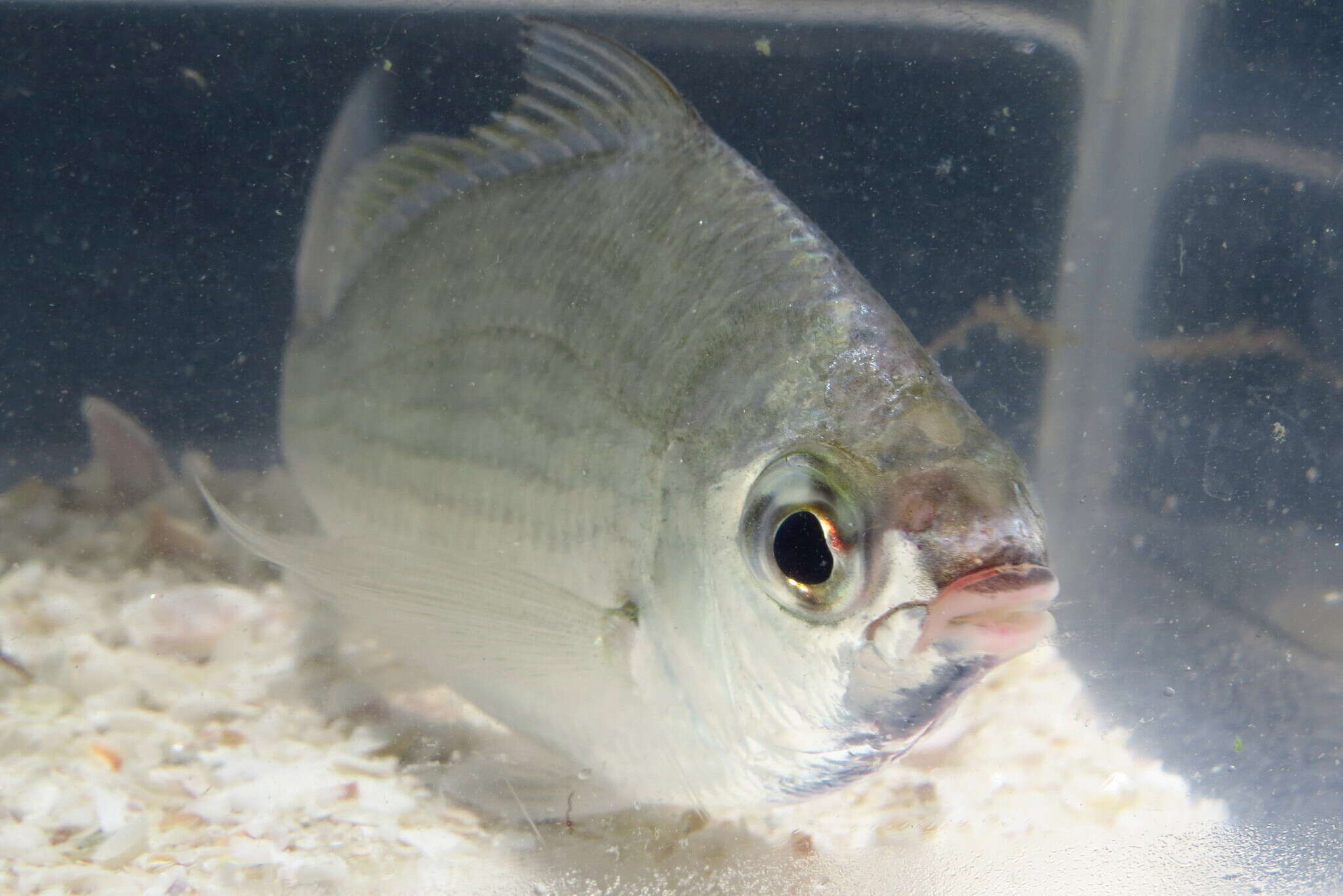 Image of Common mojarra