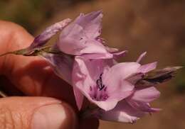 Imagem de Dierama robustum N. E. Br.