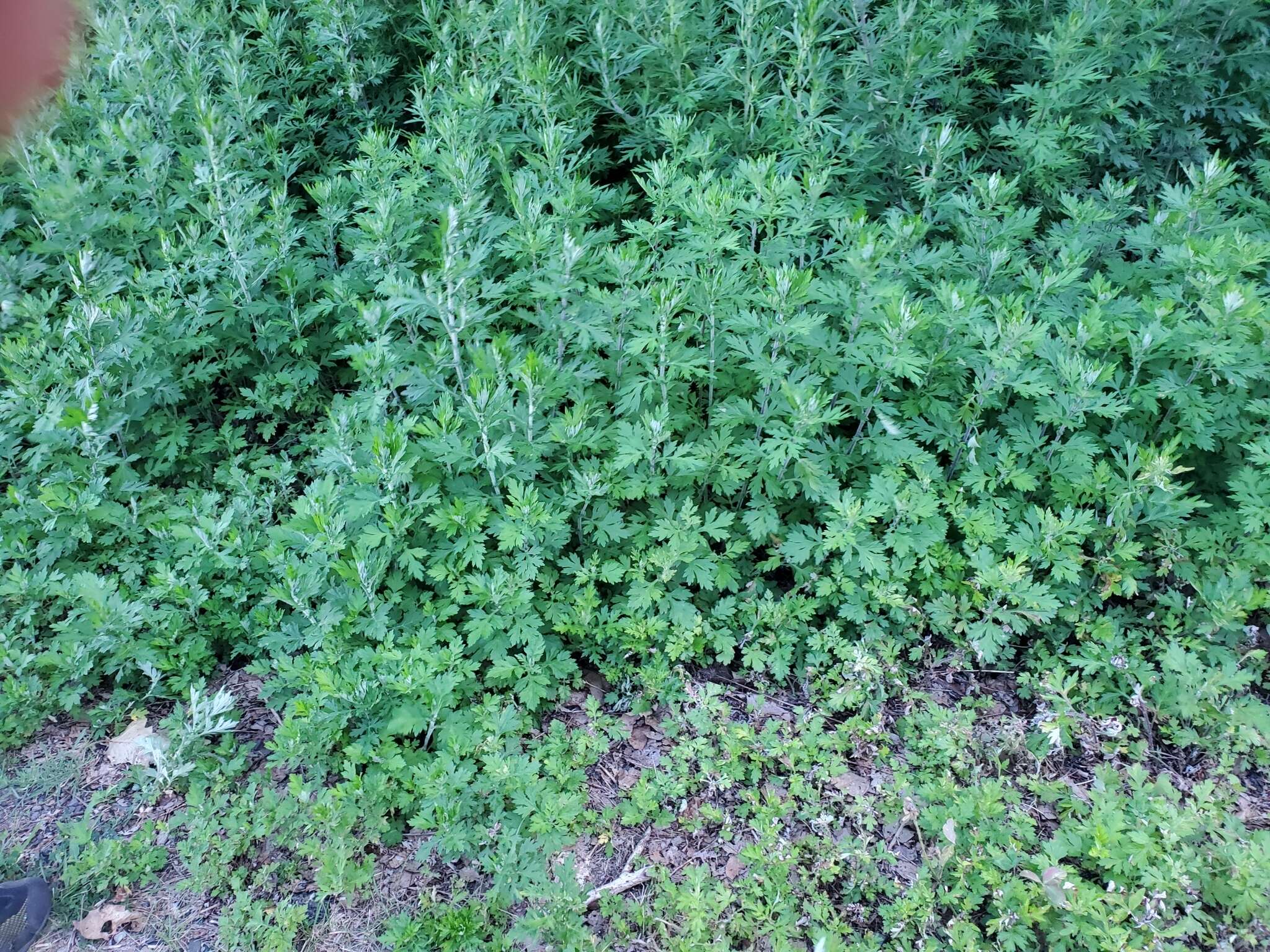 Image of Artemisia vulgaris subsp. vulgaris