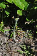 Image of common cottonrose