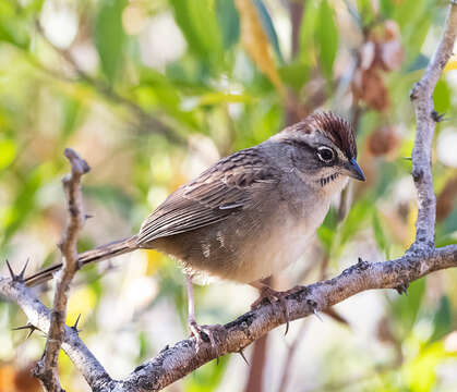 Image of Oaxaca Sparrow