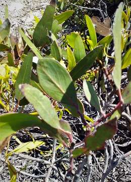 Image de Eucalyptus calcareana C. D. Boomsma