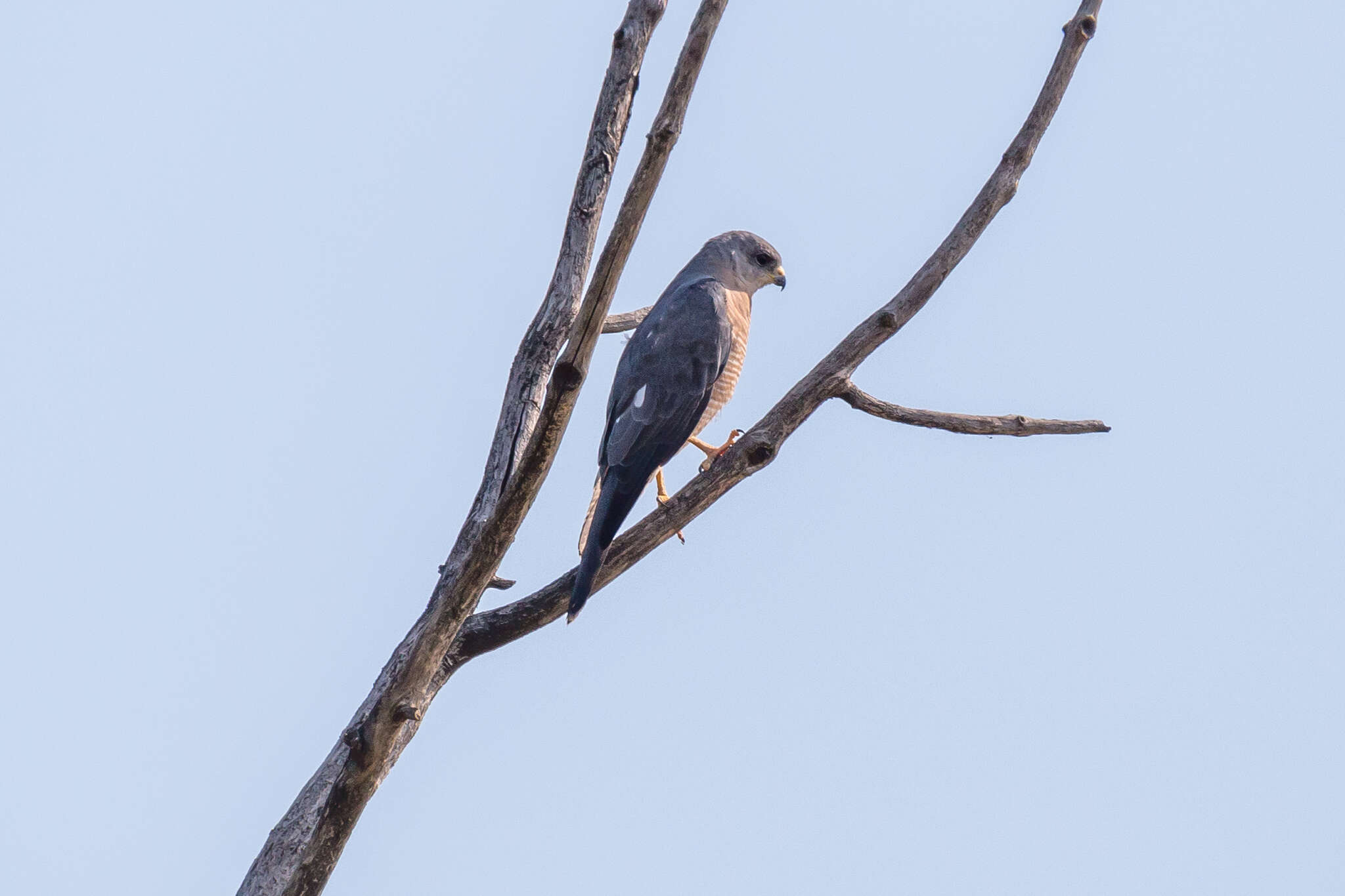 Image of Levant Sparrowhawk