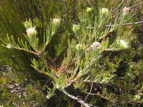 Image of Leucospermum saxatile (Salisb. ex Knight) Rourke