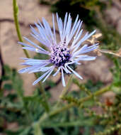 Image of Volutaria lippii (L.) Cass.