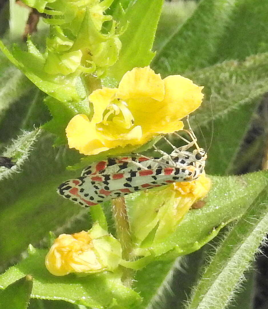 Image of crimson speckled