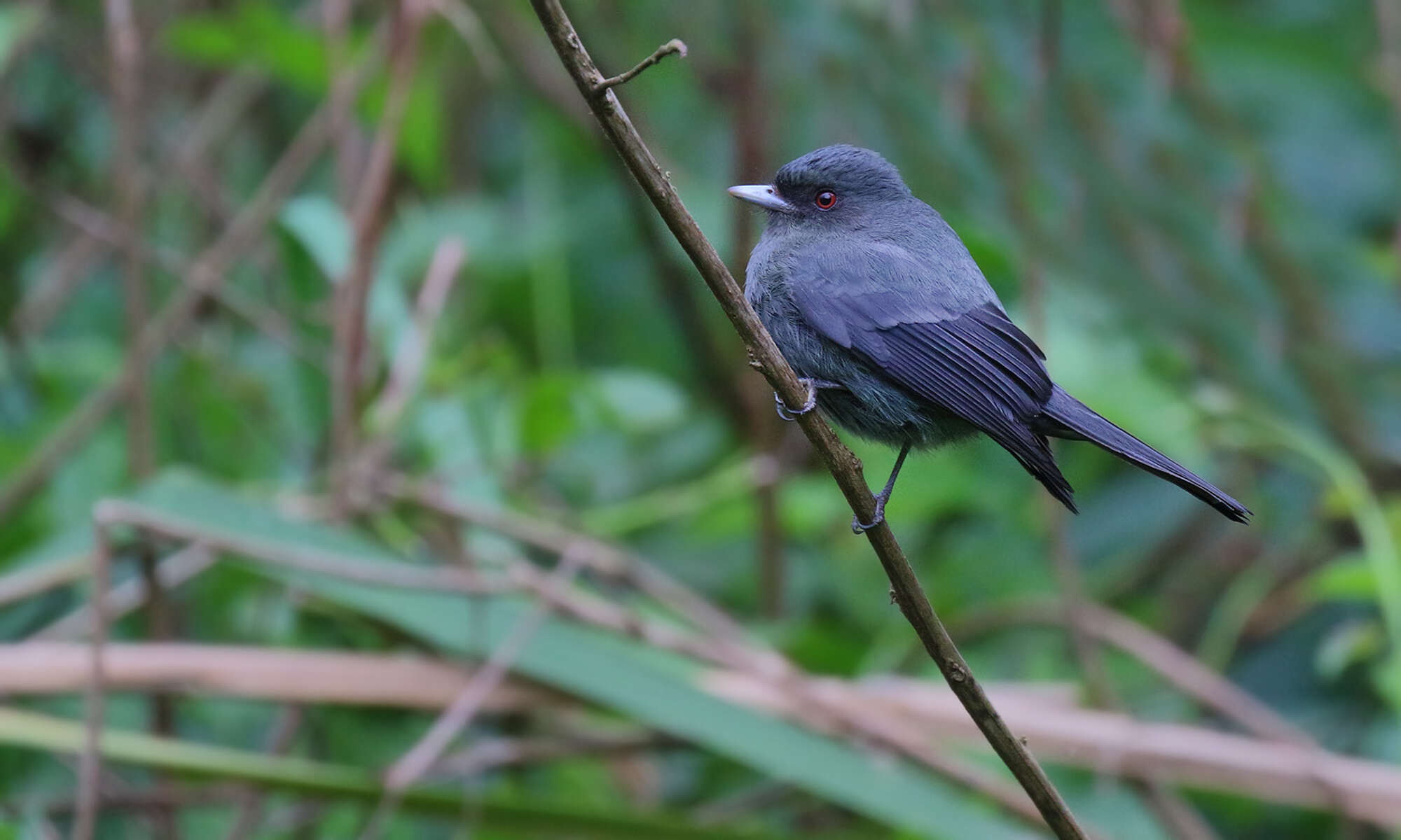 Image of Plumbeous Tyrant