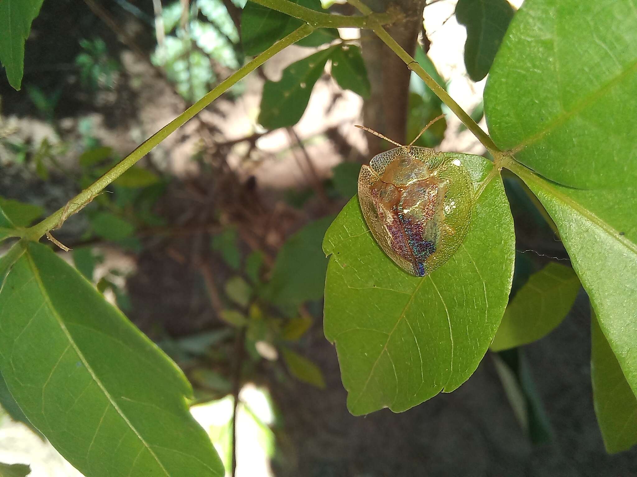 صورة Coptocycla (Psalidonota) contemta (Boheman 1855)