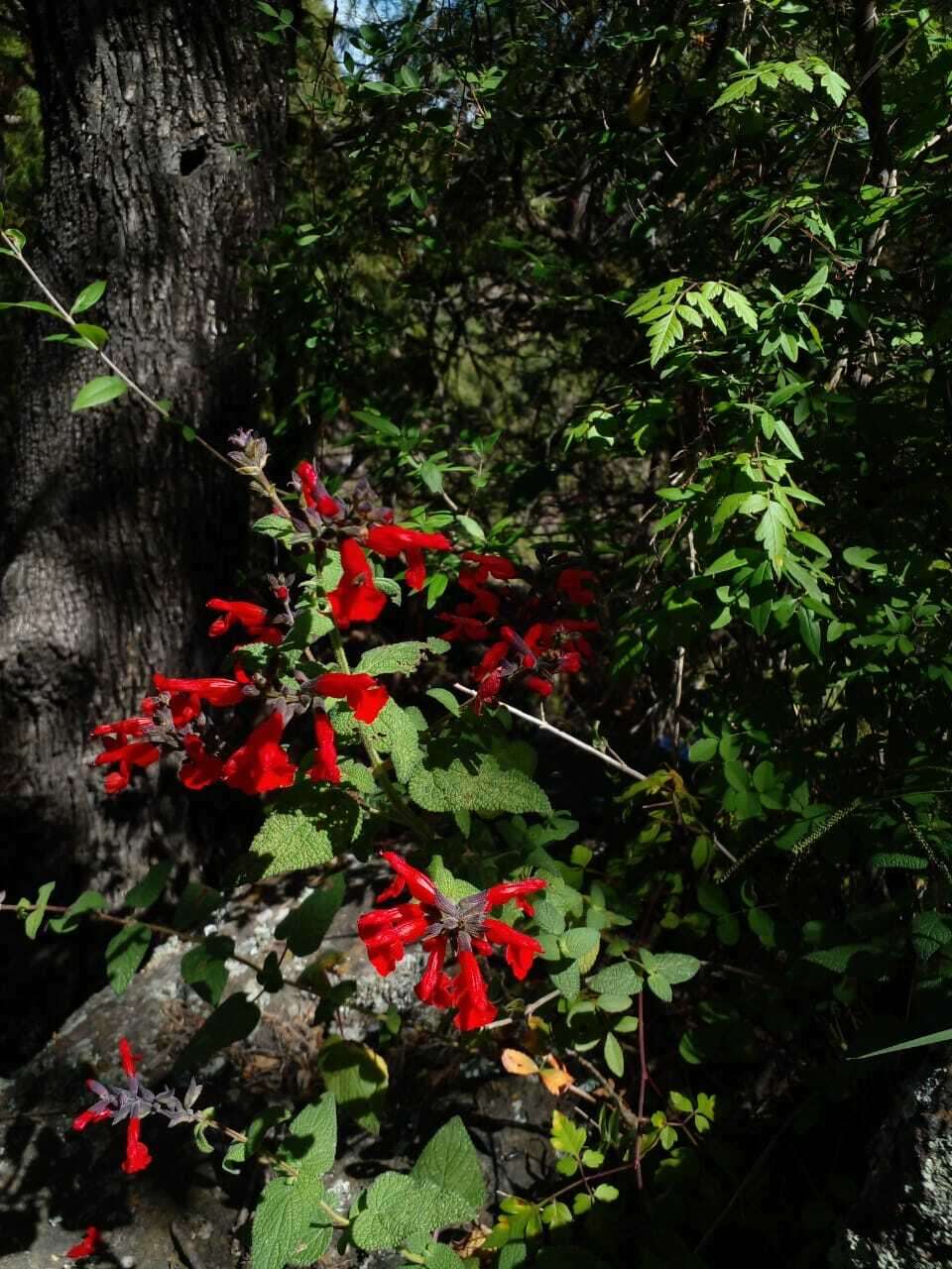 Image of Salvia pulchella DC.