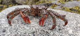 Image of Brown king crab