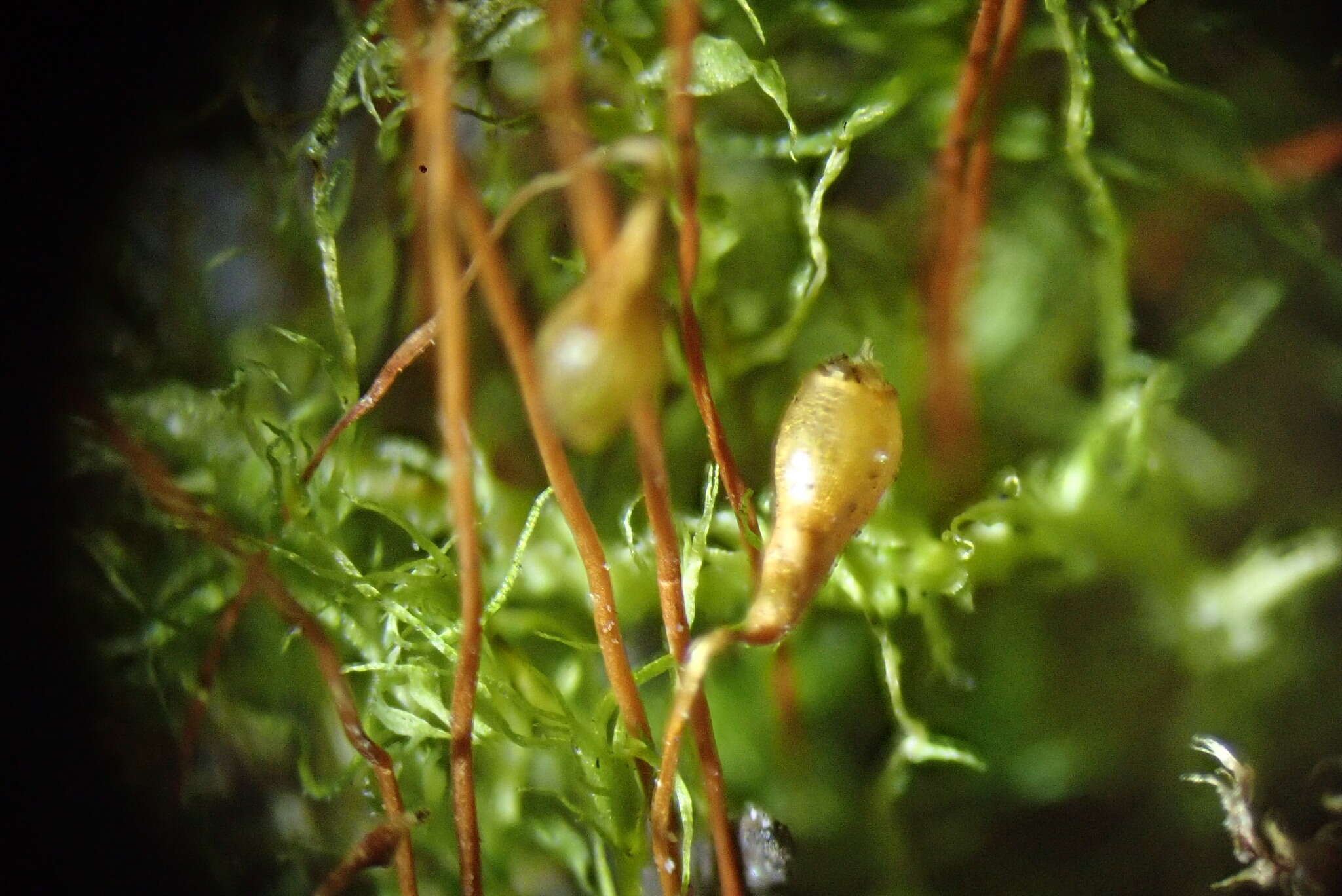 Слика од Leptobryum