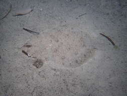 Image of Jenyn&#39;s flounder