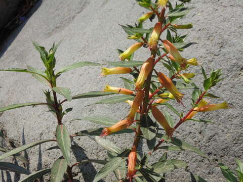 Image of Cigarette bush