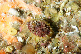 Image of Common Keyhole Limpet