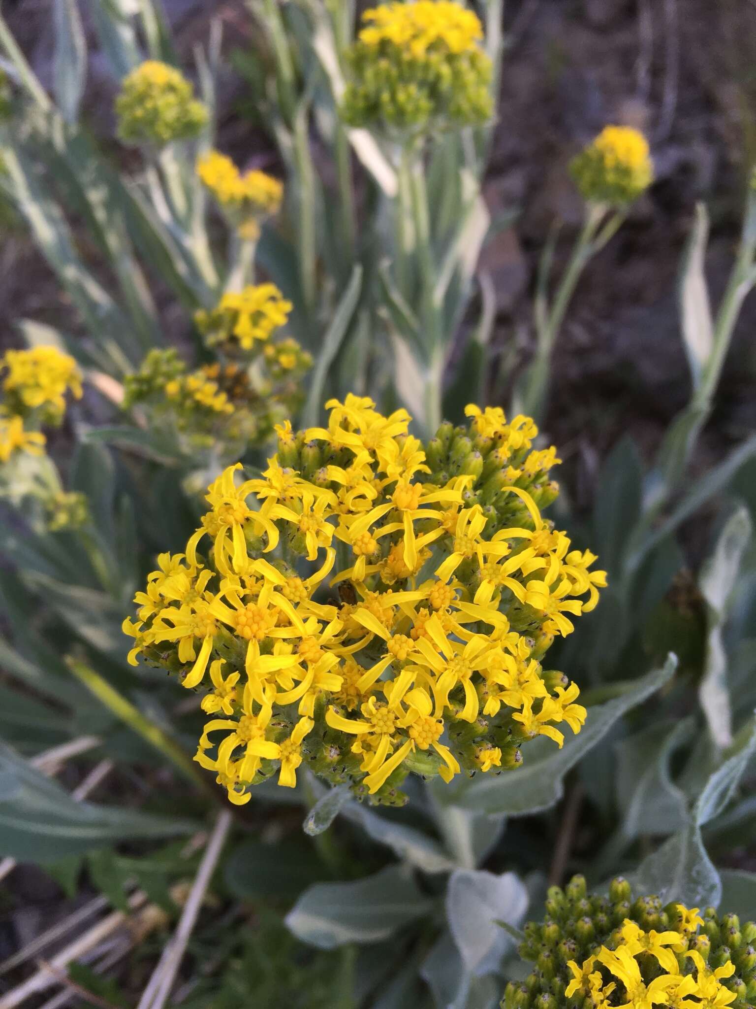 Plancia ëd Senecio atratus Greene