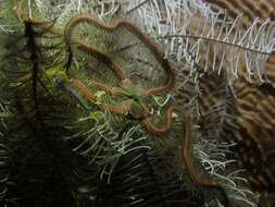 Image of purple-banded brittle star