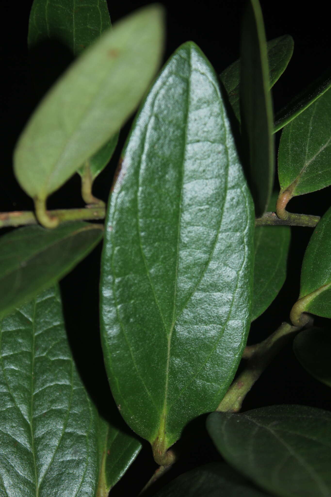 Imagem de Macleania rupestris (Kunth) A. C. Sm.