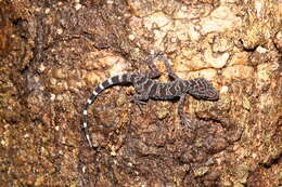 Image of Cyrtodactylus doisuthep