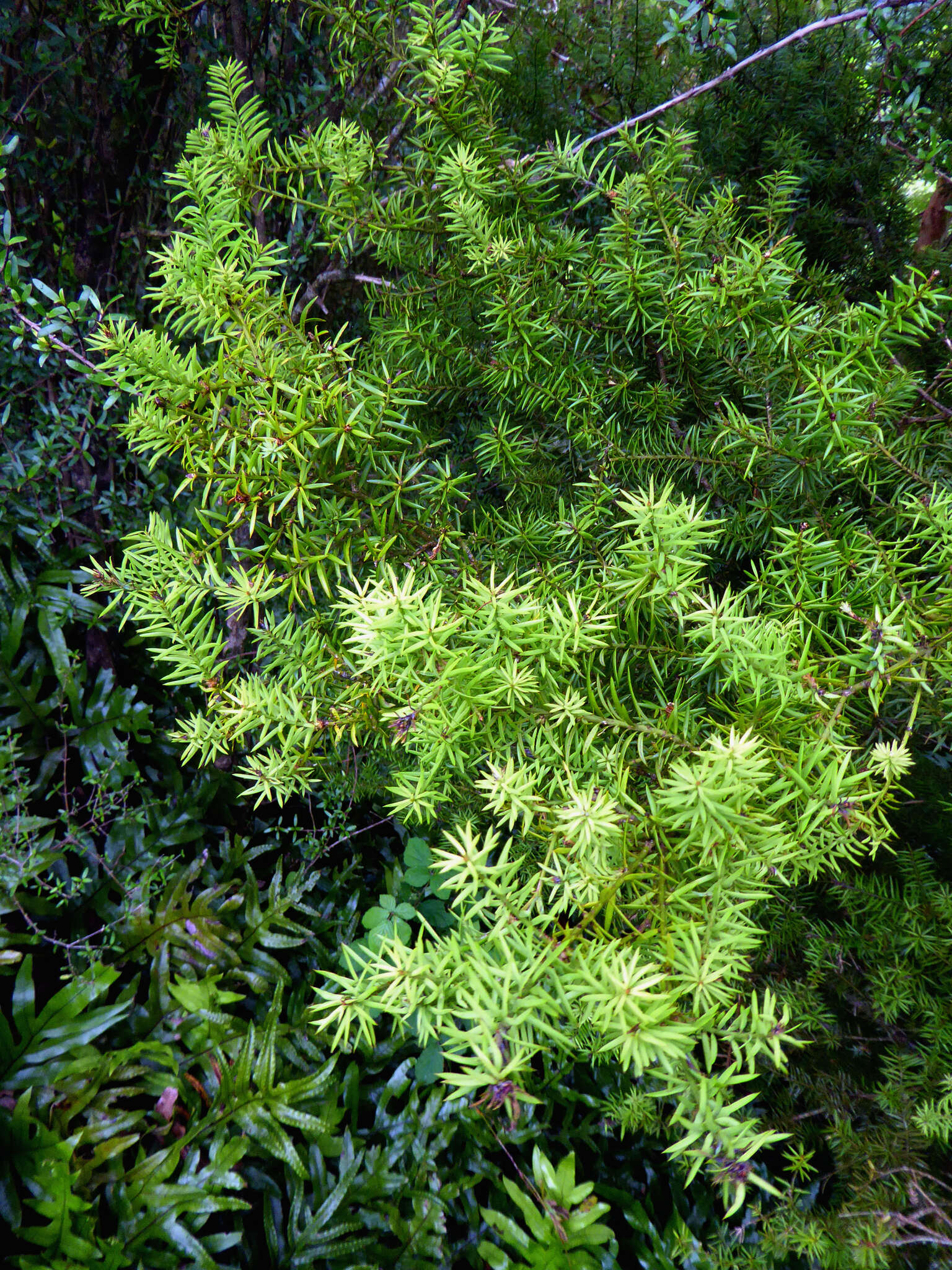 Podocarpus acutifolius Kirk resmi