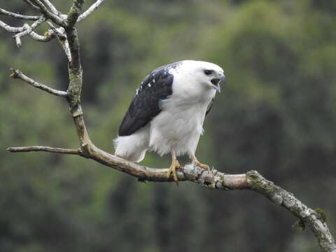 Image of Mantled Hawk