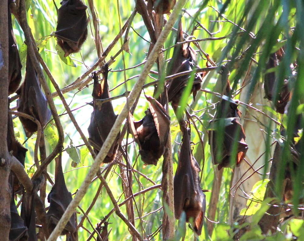 Image of Little Red Flying Fox