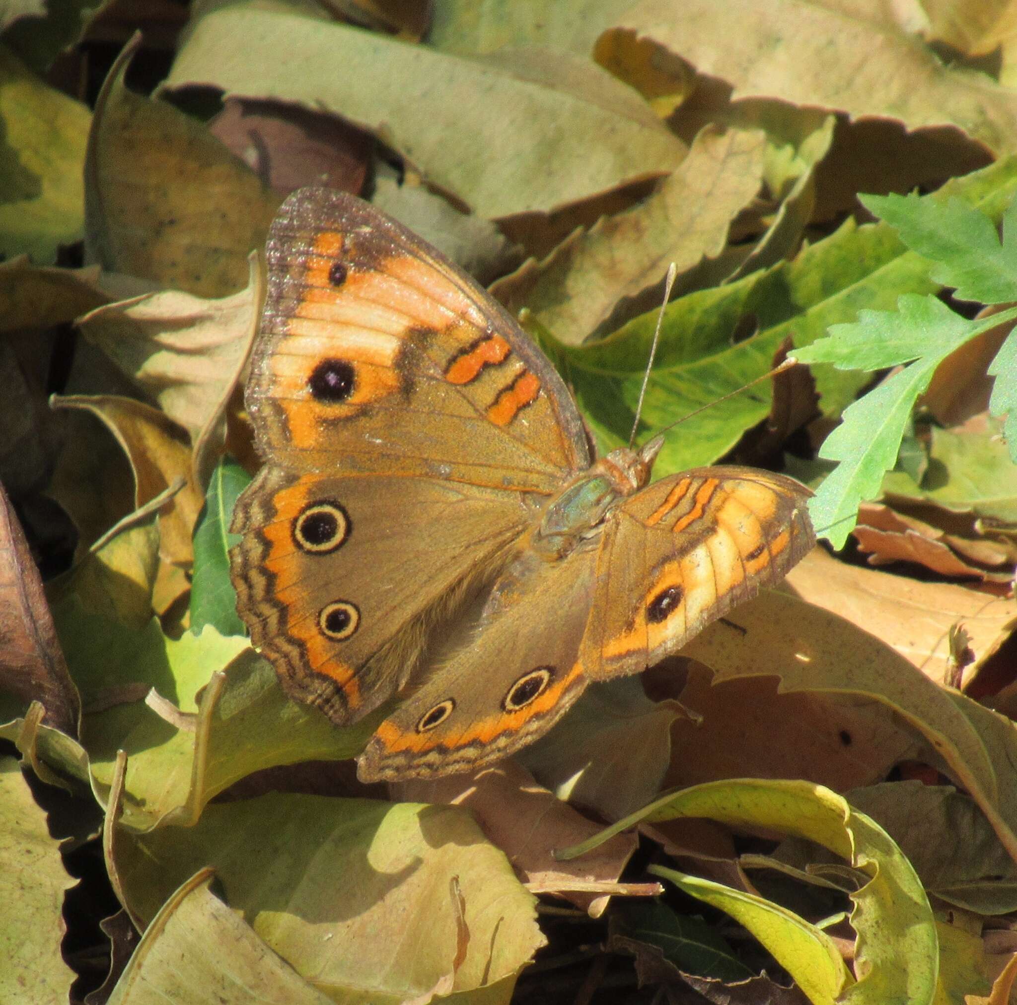 Image of <i>Junonia zonalis</i>