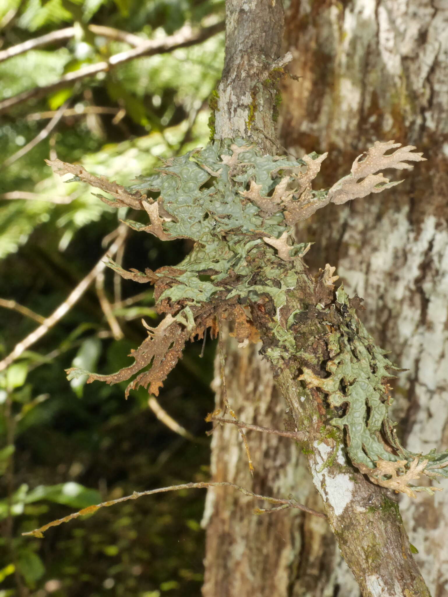 Image de Pseudocyphellaria faveolata (Delise) Malme