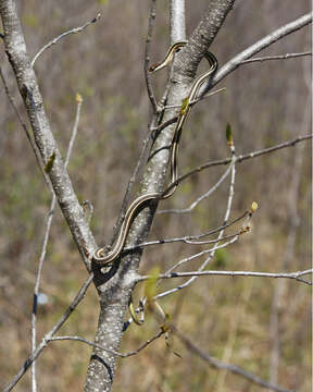 Image of Eastern Ribbon Snake