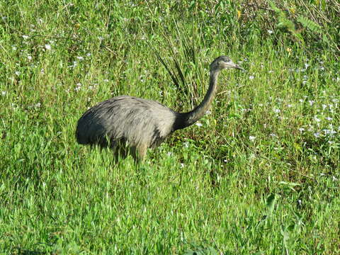 Image de Rhea americana araneipes Brodkorb 1938