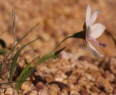 Image of Geissorhiza tulbaghensis F. Bolus