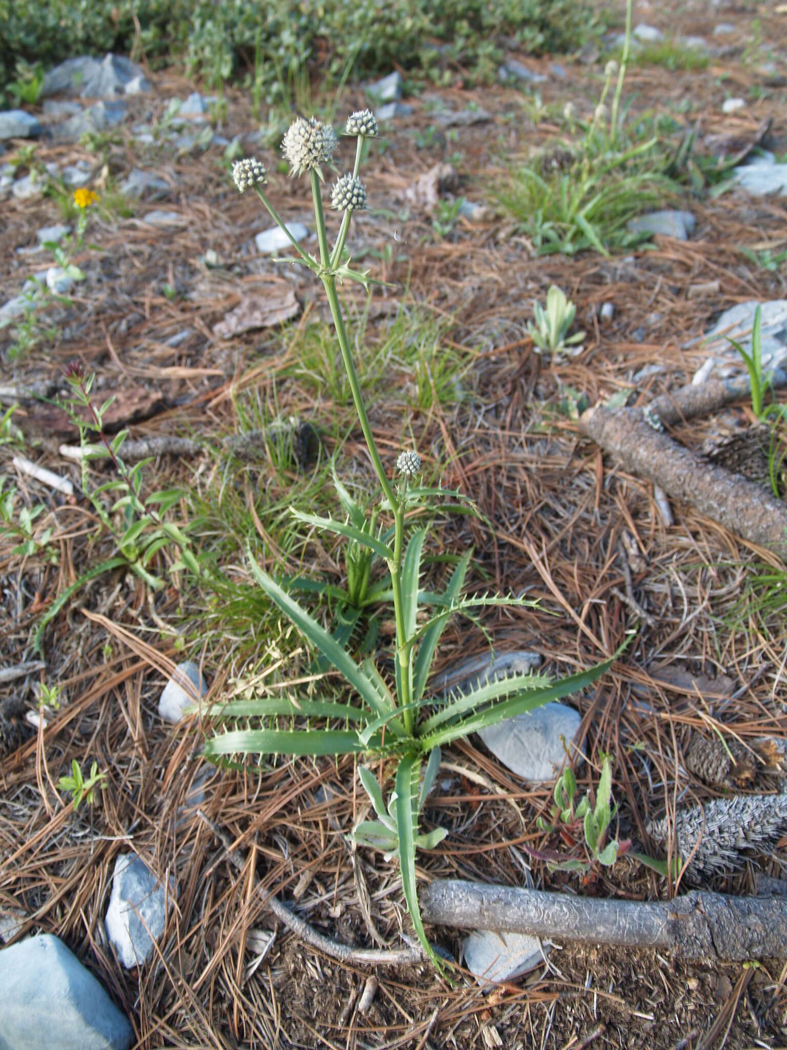 Image of Eryngium venustum Bartlett ex L. Constance