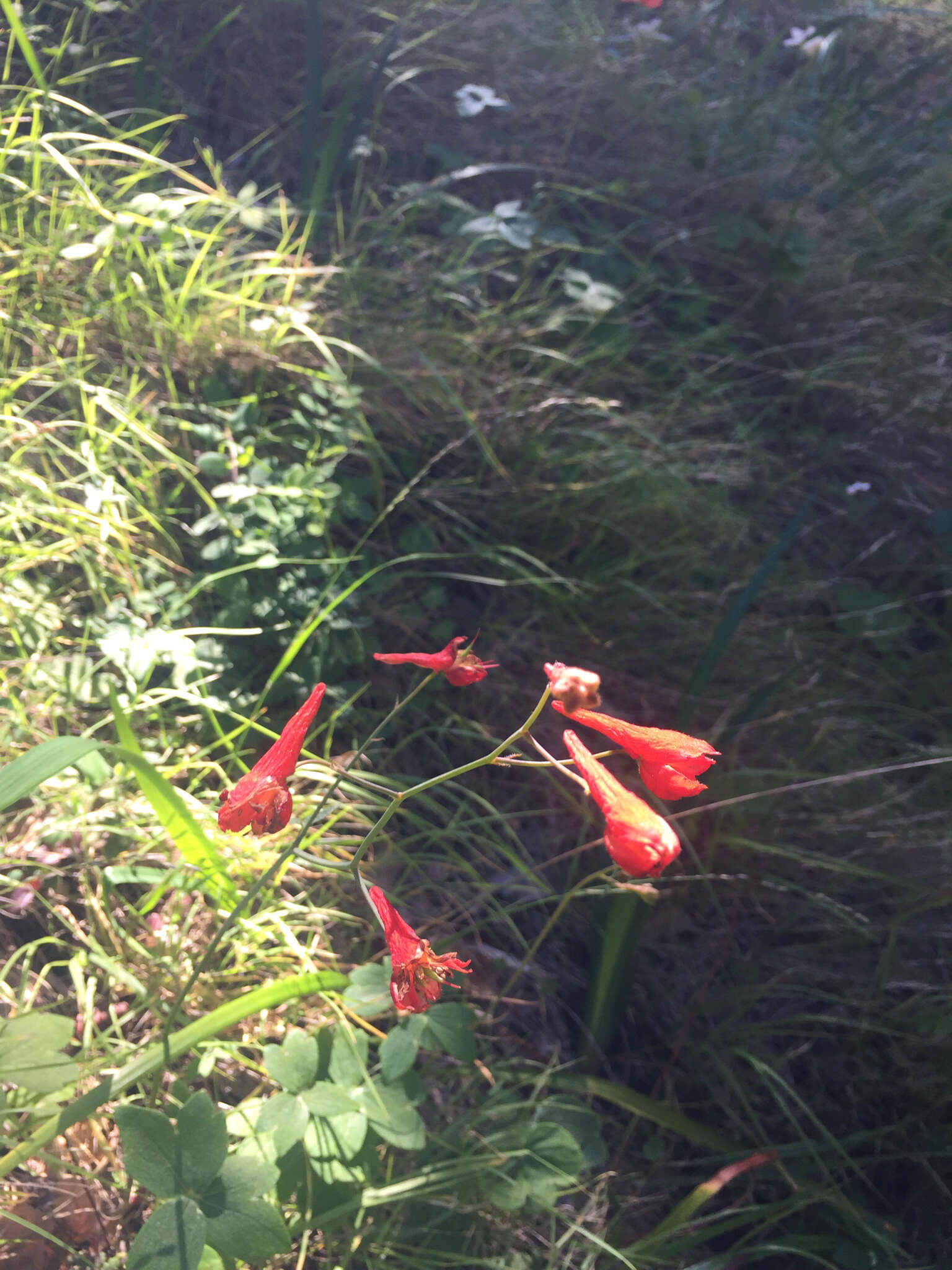 Image of red larkspur