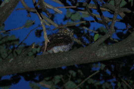 Image of Rinjani Scops Owl