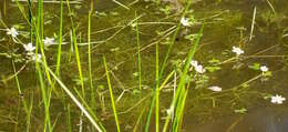 Image of Lobb's Water-Crowfoot