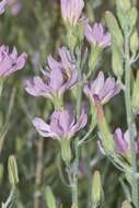 Image of Stephanomeria occultata