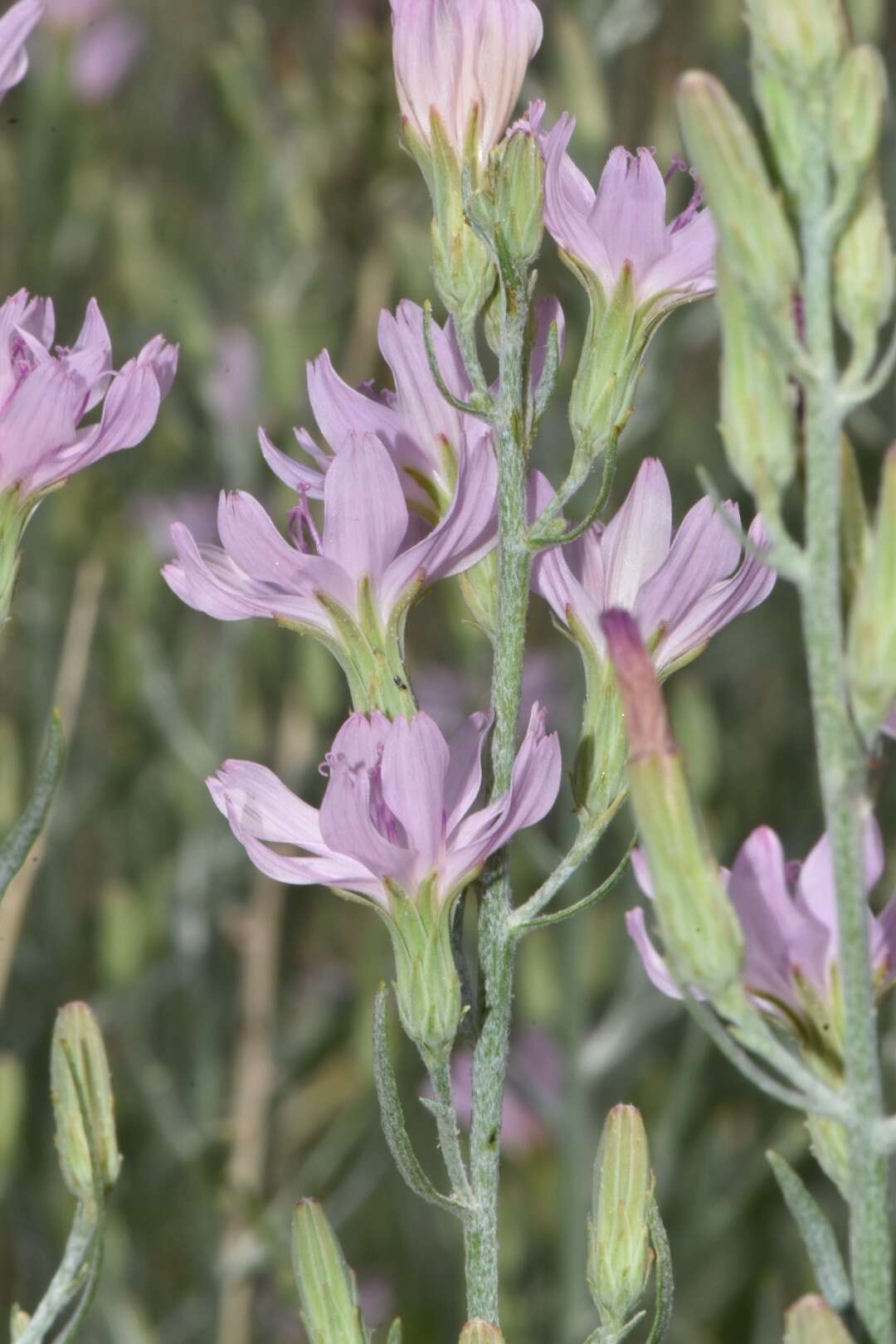 صورة Stephanomeria occultata