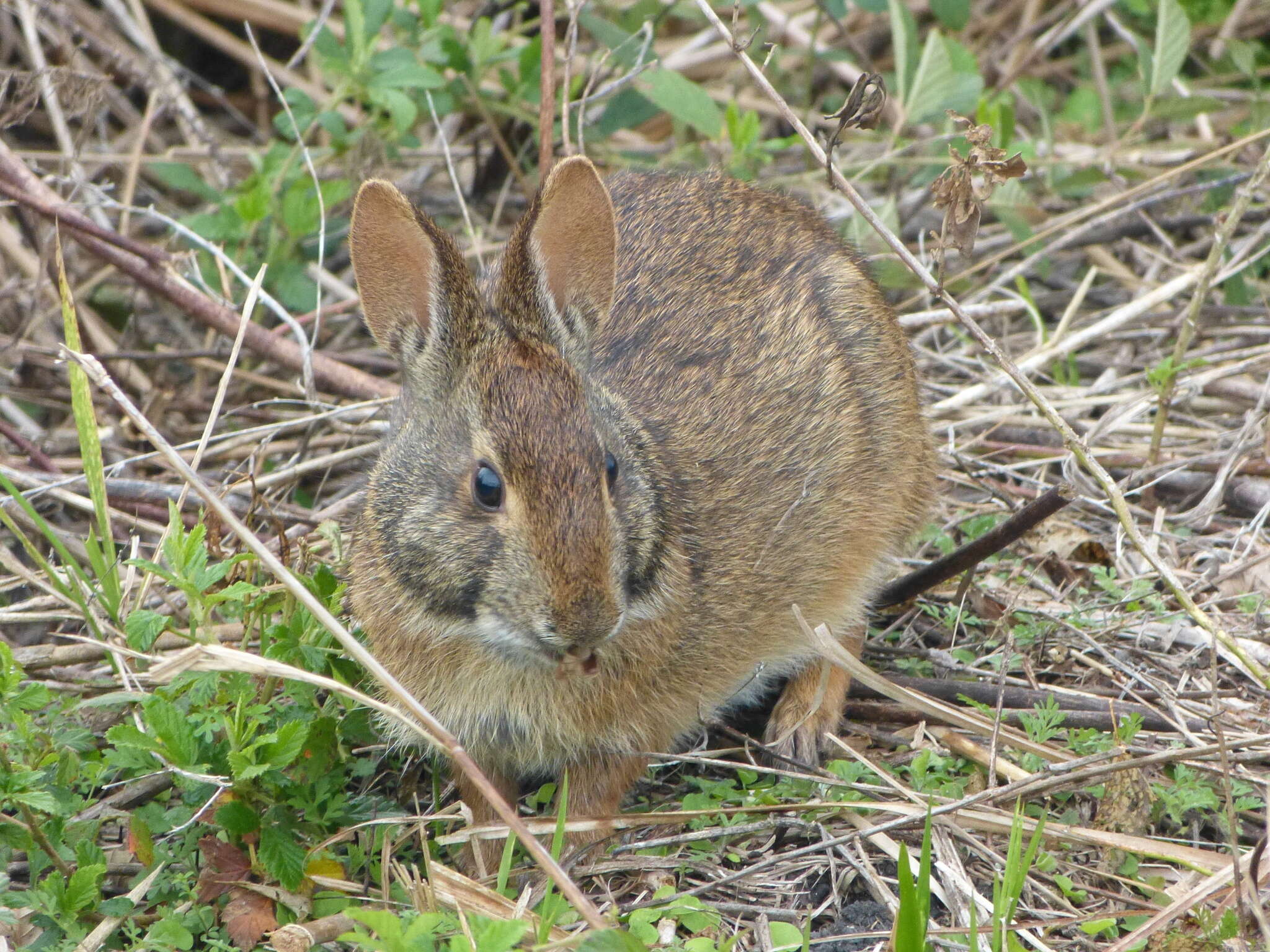 Image of Key Rabbit