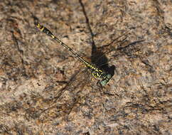 Image of Austrogomphus australis Selys 1854