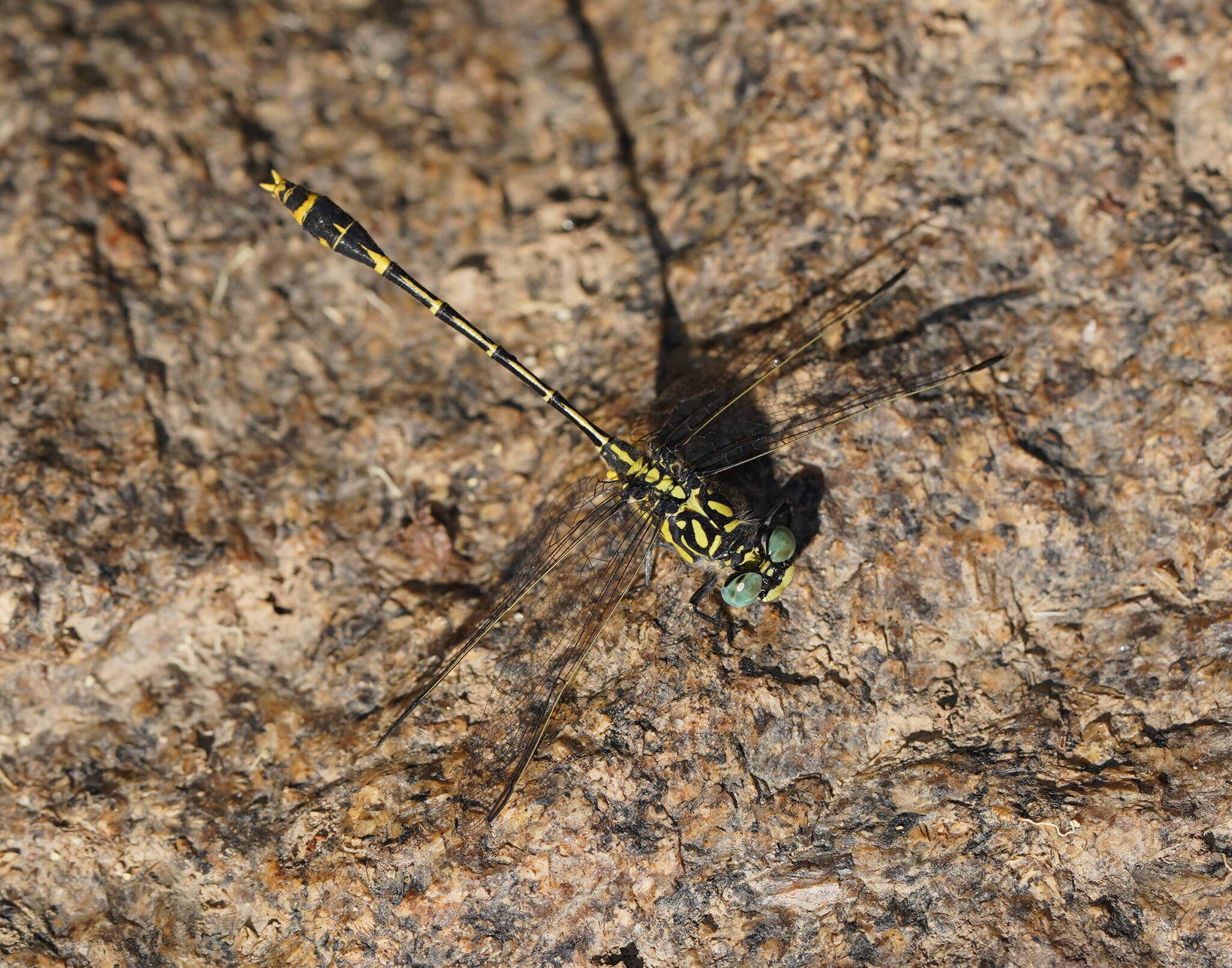 Image of Austrogomphus australis Selys 1854