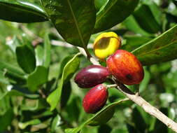 Image of Planchonella costata (Endl.) Pierre