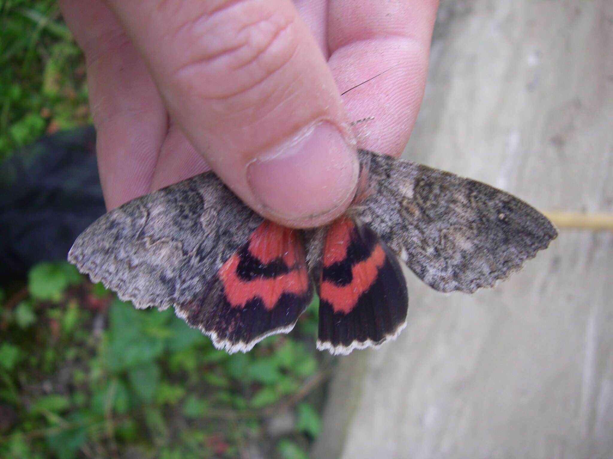 Image of red underwing