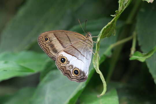 صورة Euptychoides nossis Hewitson 1862