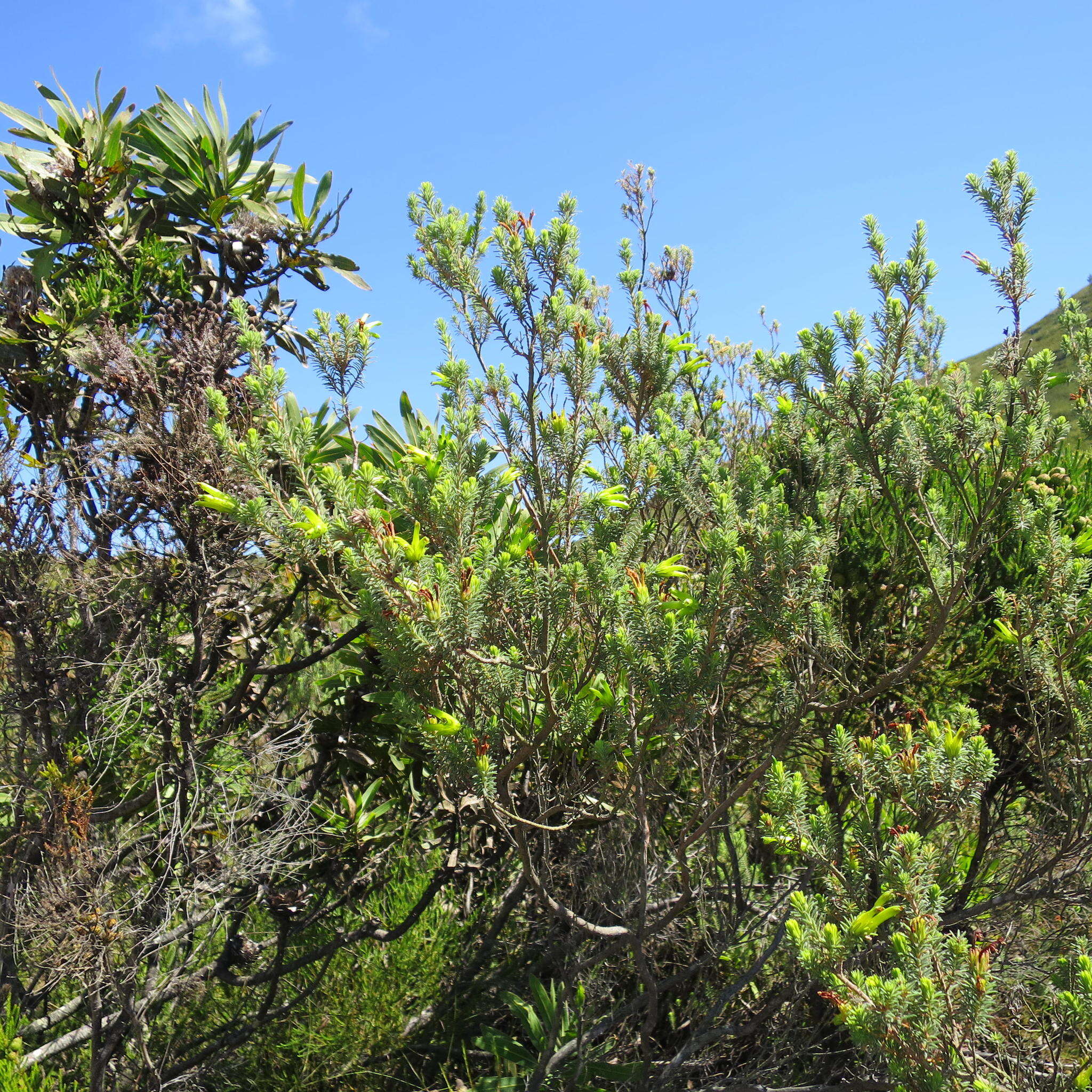 Image of Erica unicolor subsp. unicolor