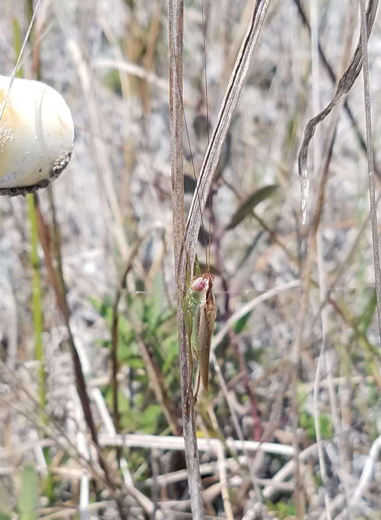 Orchelimum (Orchelimum) concinnum Scudder & S. H. 1862的圖片