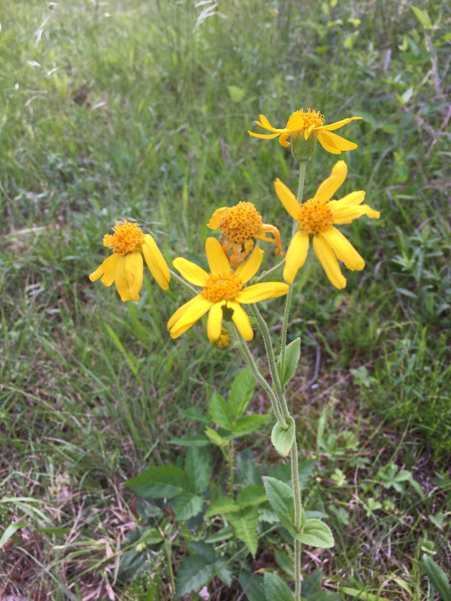 Image of Common Leopardbane