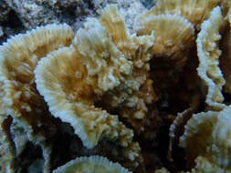 Image of porous lettuce coral